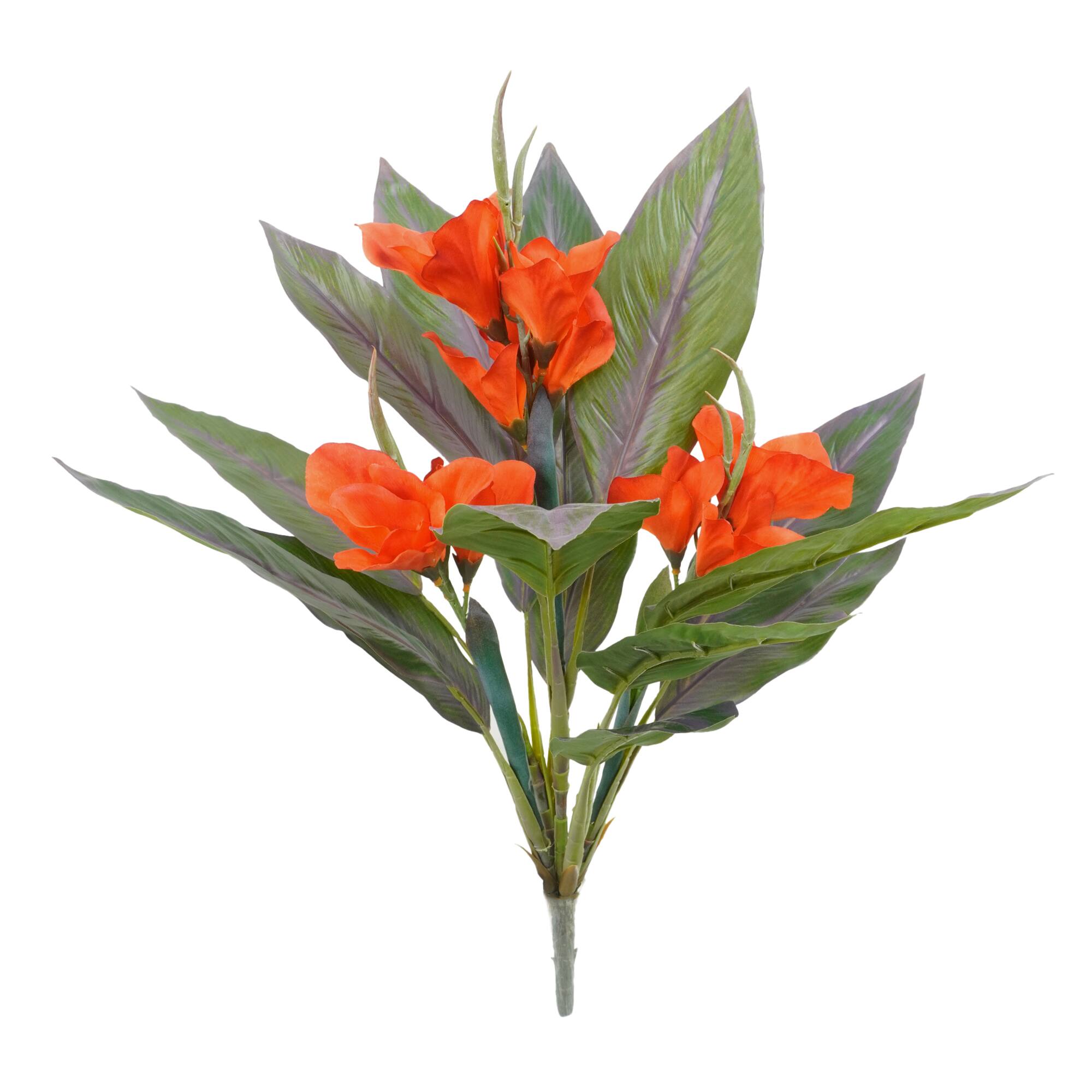 25" Canna Bush by Ashland